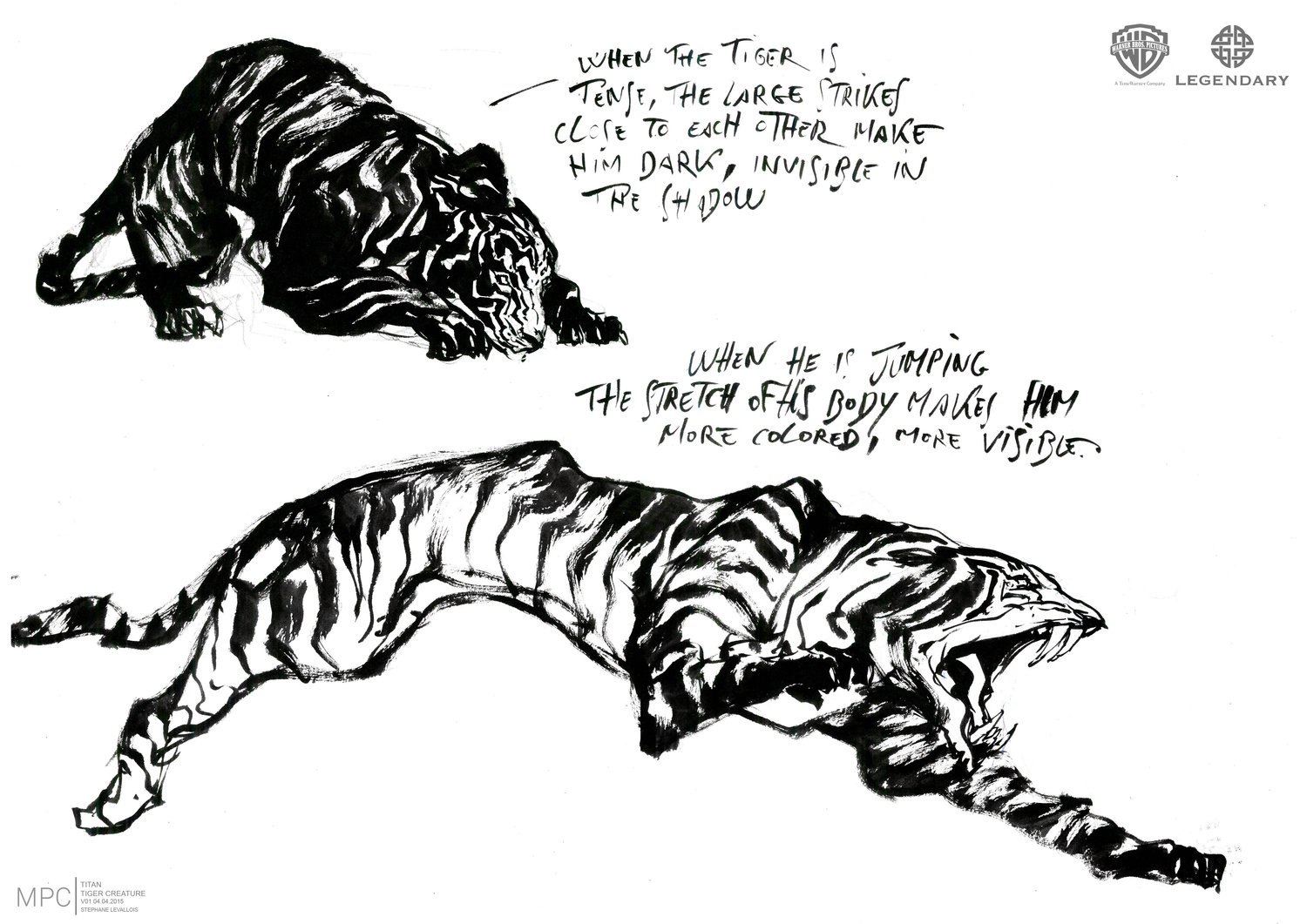 Nghiên cứu hình thể giải phẫu cơ bắp và xương khớp của Spirit Tiger